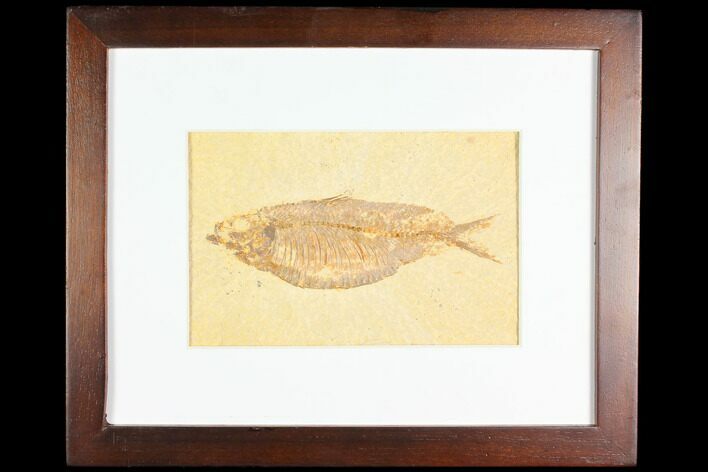 Framed Fossil Fish (Knightia) - Wyoming #147192